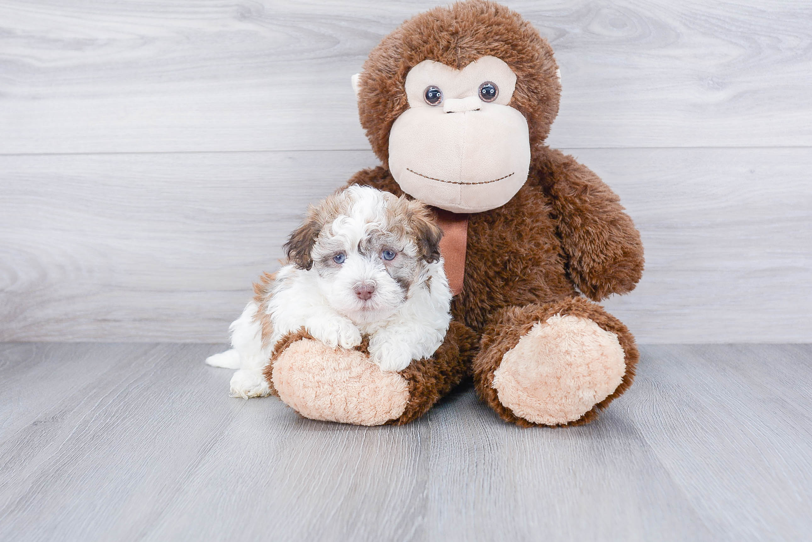 Havanese Puppy for Adoption
