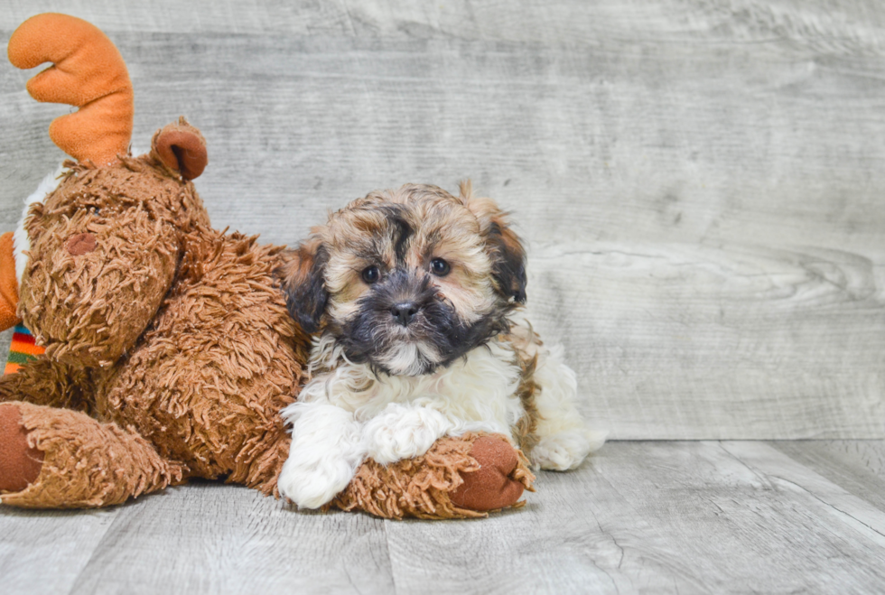 Small Havanese Purebred Pup