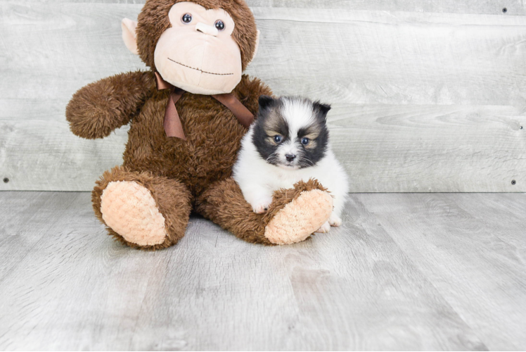 Best Pomeranian Baby