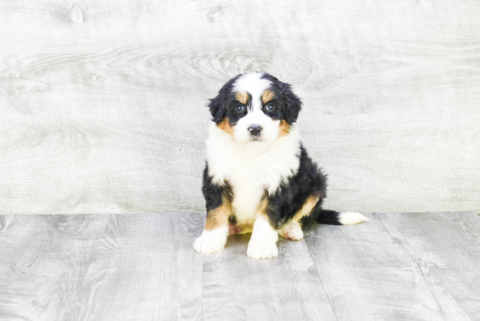 Small Mini Bernedoodle Baby