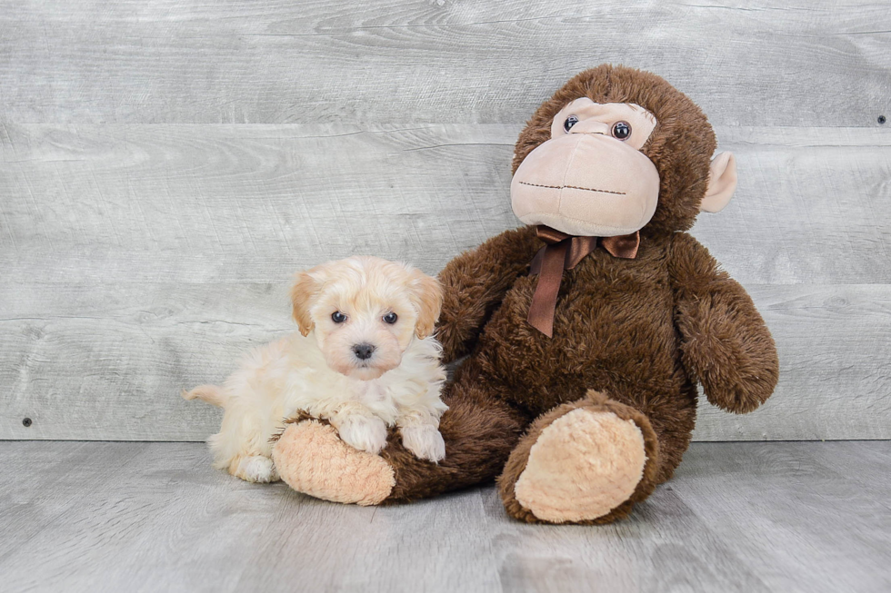 Popular Maltipoo Poodle Mix Pup