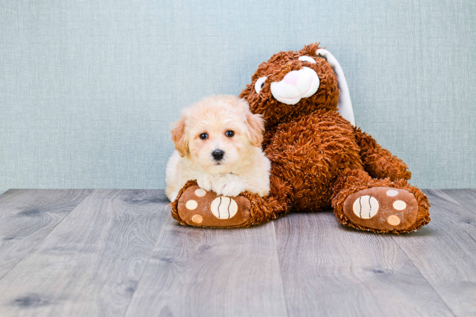 Sweet Maltipoo Baby