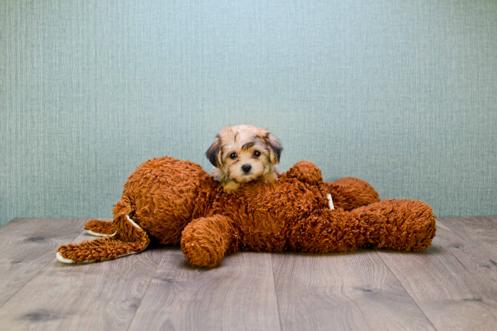 Morkie Pup Being Cute