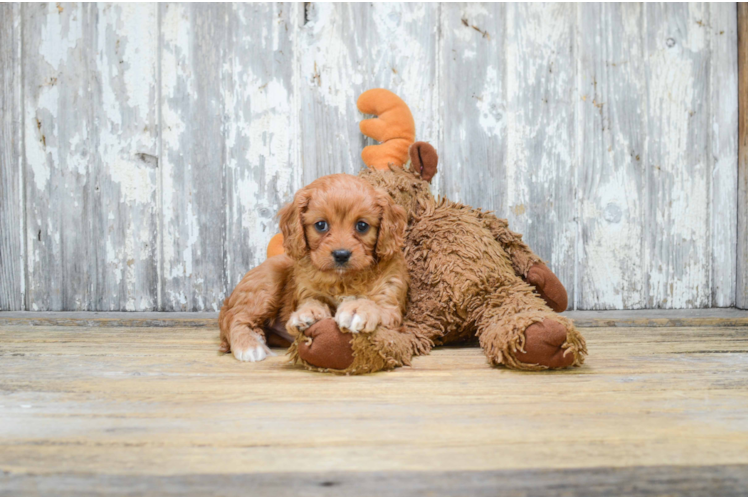 Smart Cavapoo Poodle Mix Pup