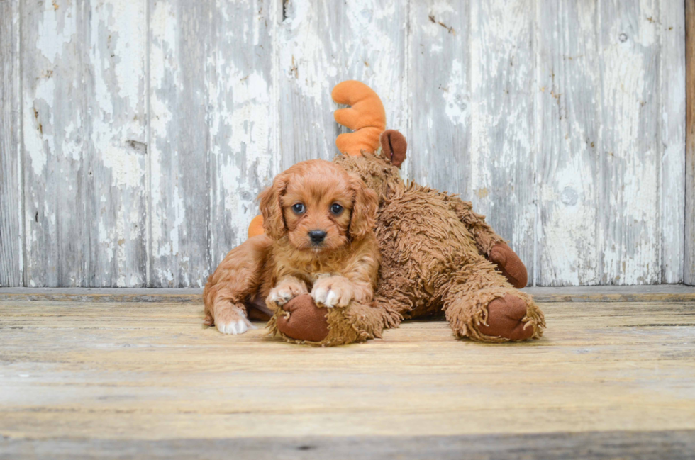 Smart Cavapoo Poodle Mix Pup