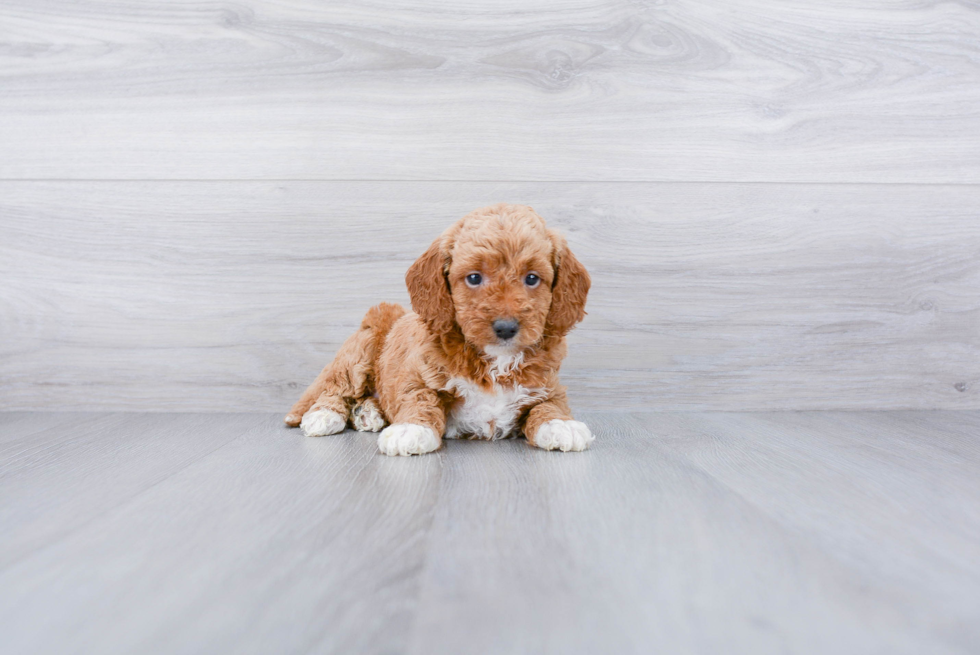 Friendly Mini Goldendoodle Baby