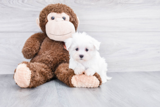 Playful Maltese Baby