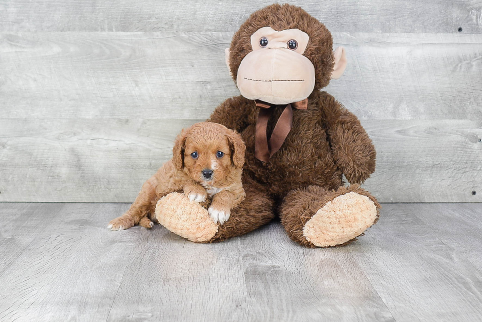 Cavapoo Pup Being Cute