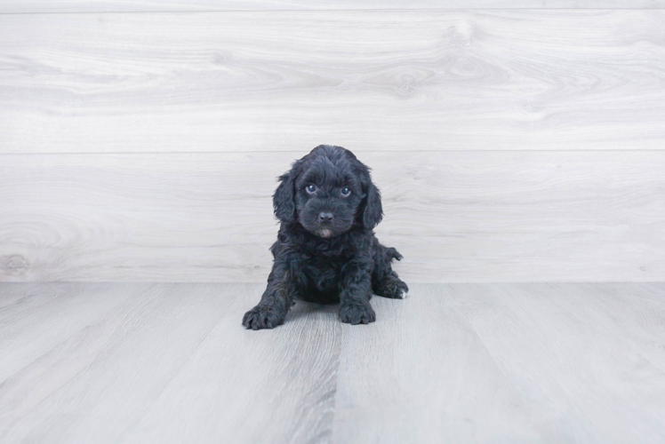 Cockapoo Pup Being Cute