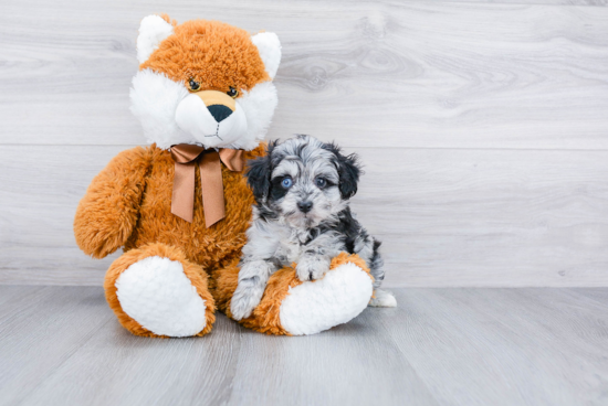 Mini Aussiedoodle Puppy for Adoption