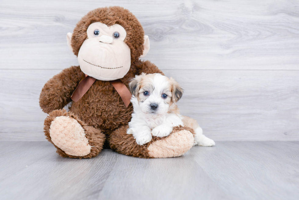 Teddy Bear Pup Being Cute