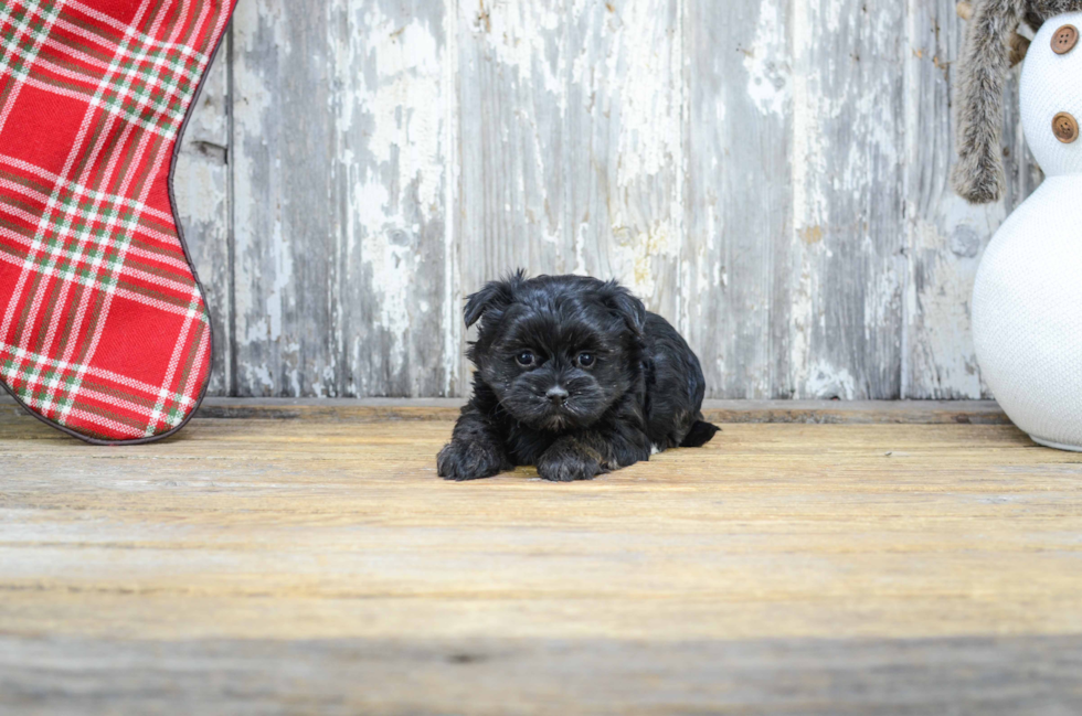 Best Morkie Baby