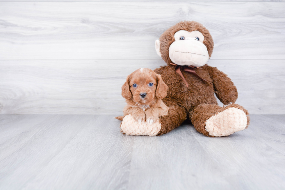 Best Cavapoo Baby