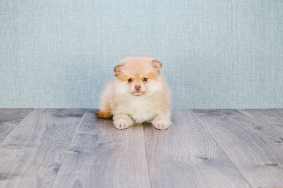 Small Pomeranian Purebred Pup