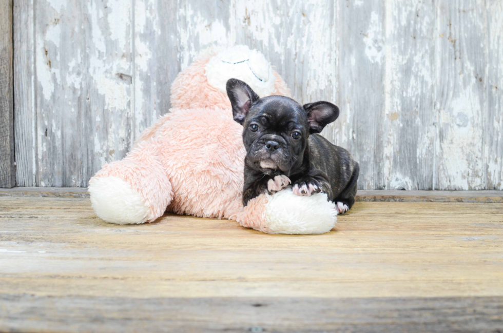 Friendly French Bulldog Purebred Pup