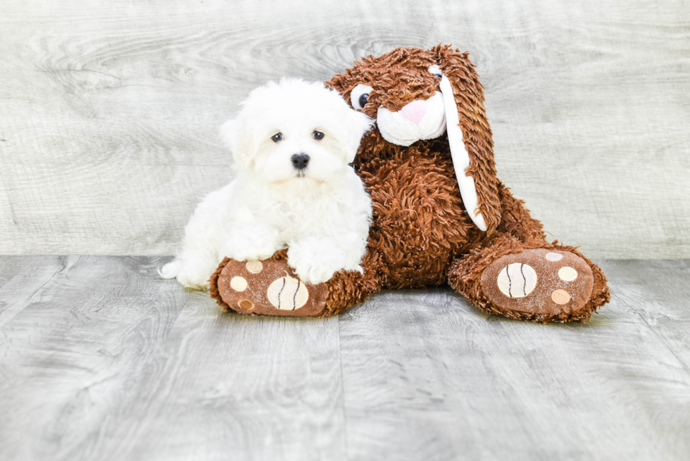 Friendly Maltese Purebred Pup