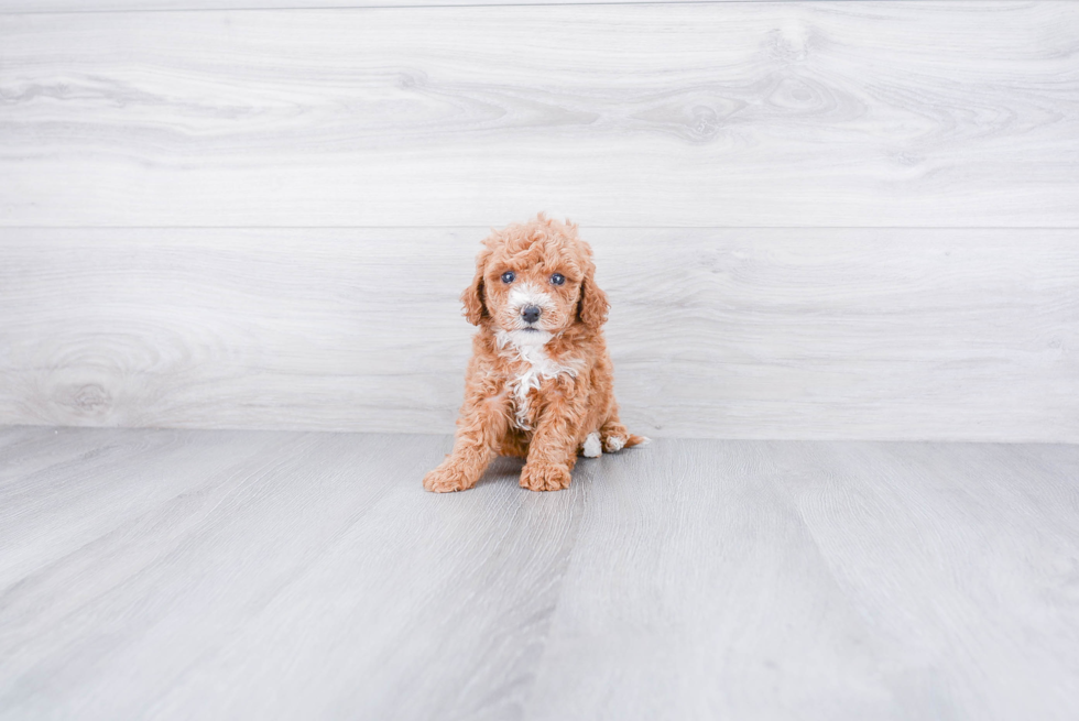 Cavapoo Puppy for Adoption