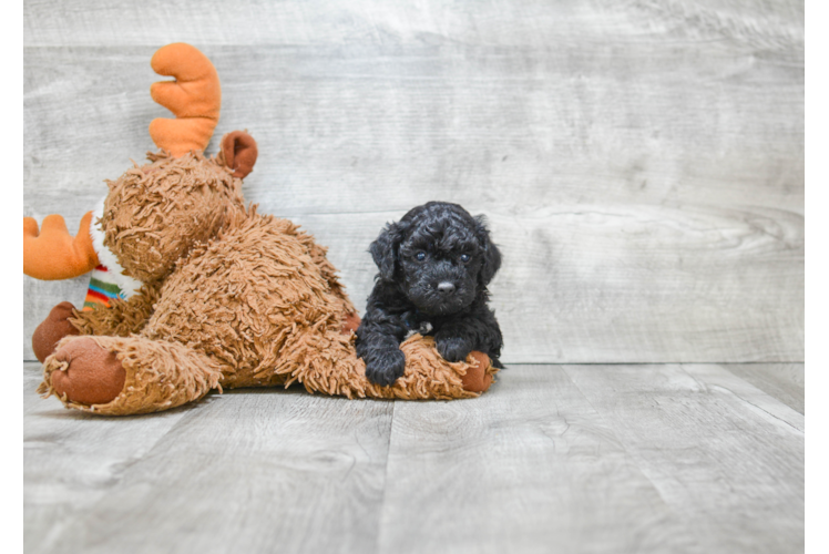 Havanese Puppy for Adoption