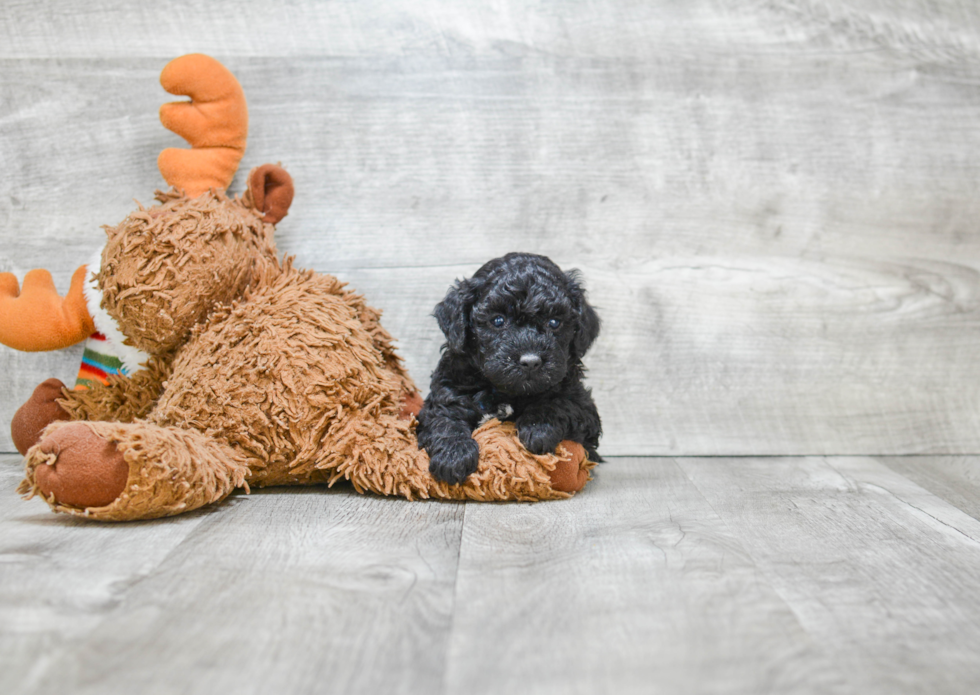 Havanese Puppy for Adoption