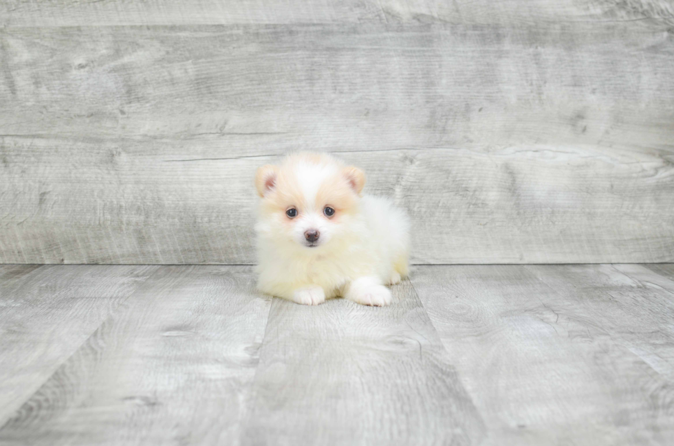 Friendly Pomeranian Purebred Pup