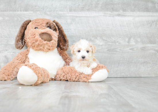 Funny Havanese Baby