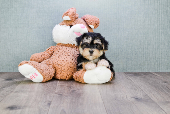 Best Morkie Baby