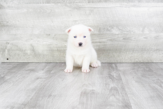 Pomsky Pup Being Cute