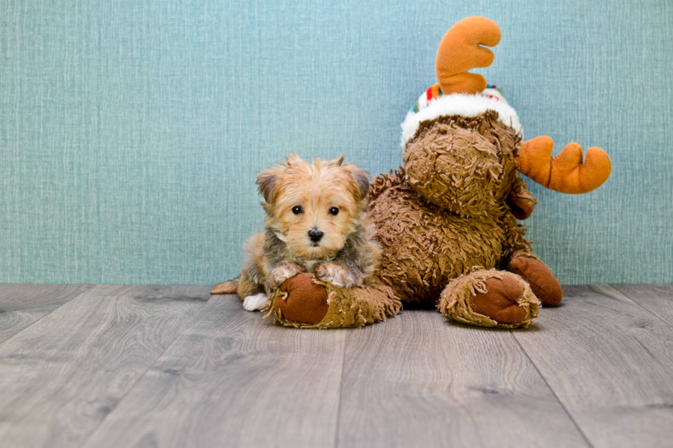 Hypoallergenic Yorkie Designer Puppy