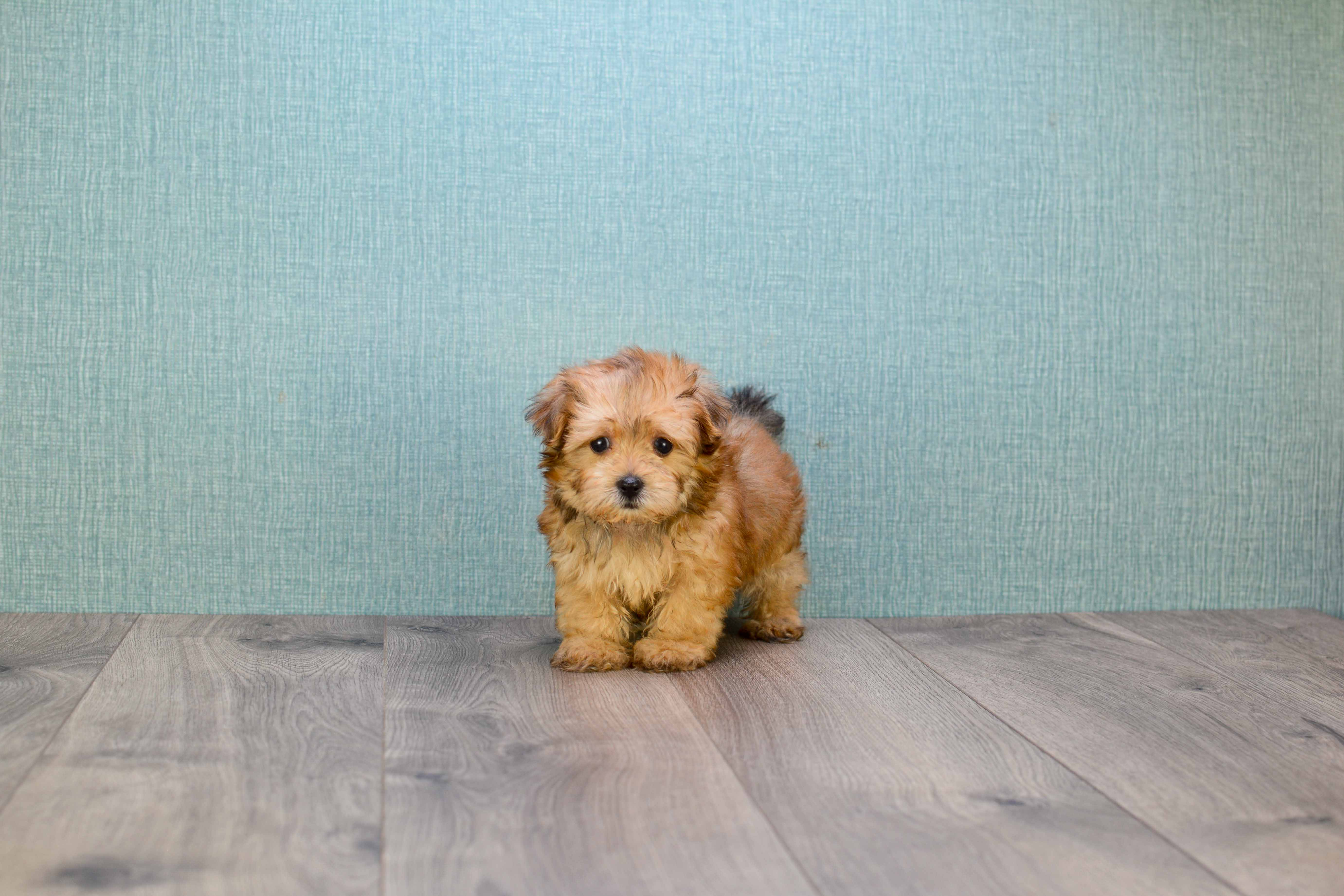 Fluffy Morkie Designer Pup