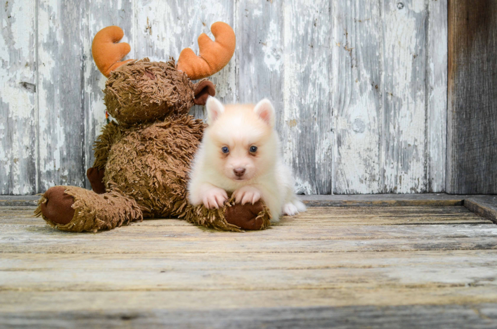 Best Pomsky Baby