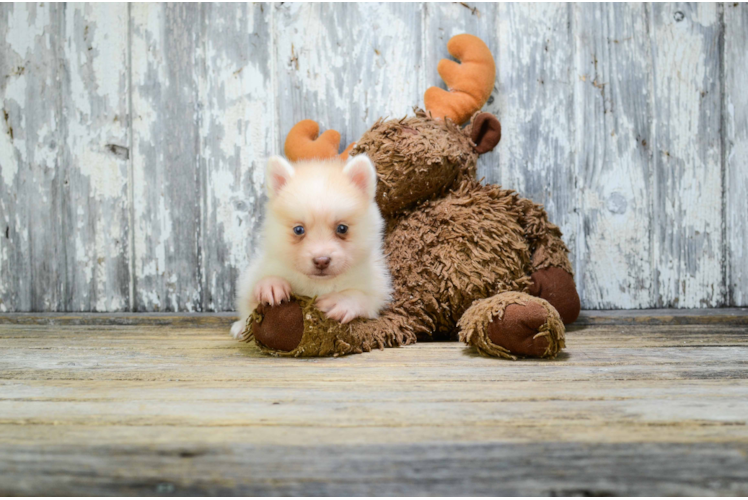 Best Pomsky Baby