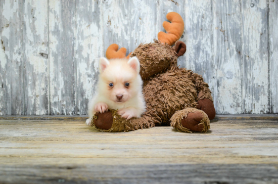 Best Pomsky Baby