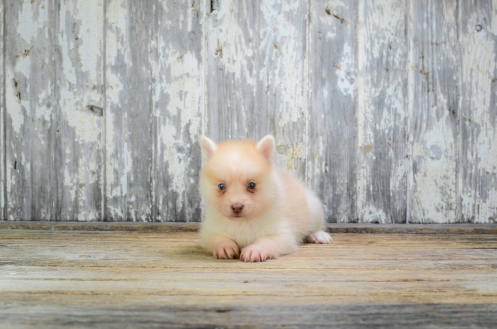 Best Pomsky Baby