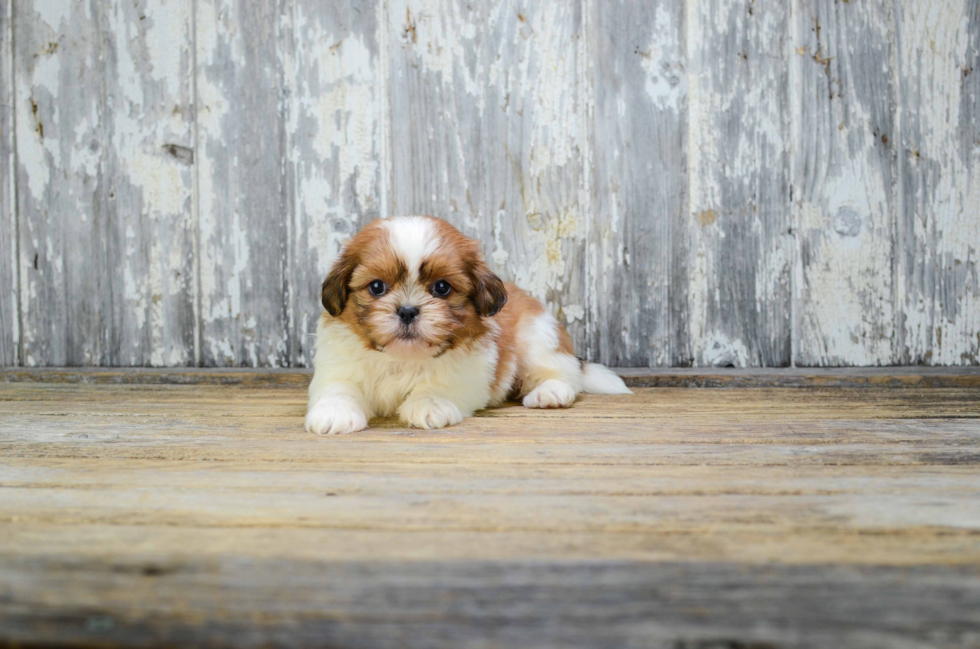 Small Teddy Bear Baby