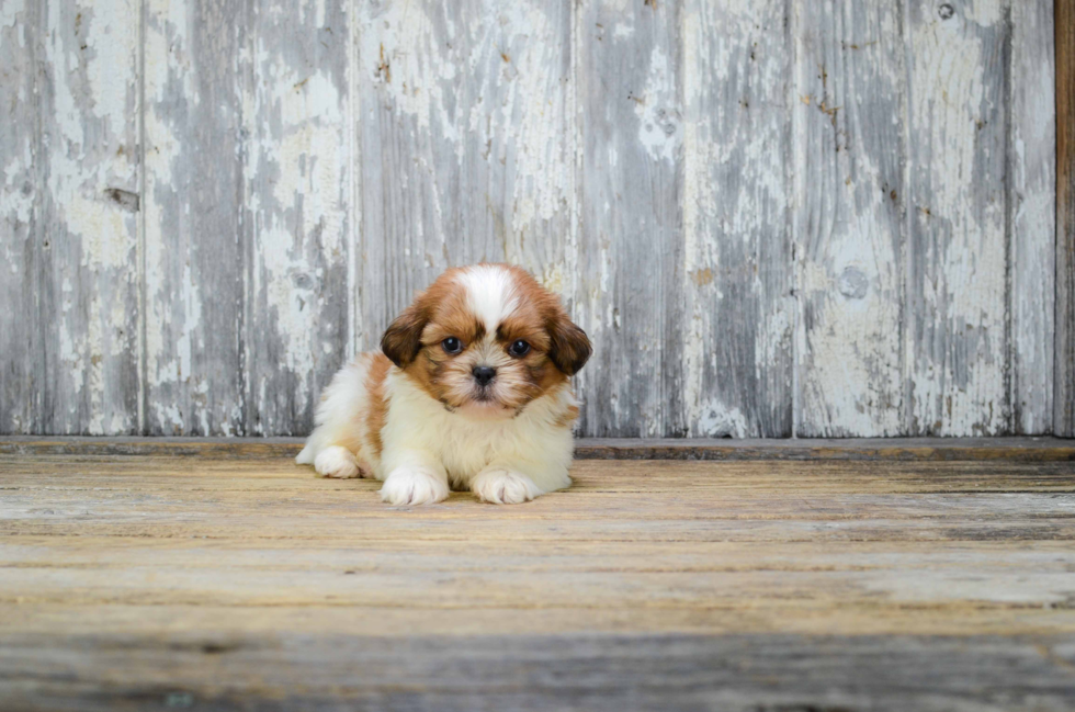 Smart Teddy Bear Designer Pup