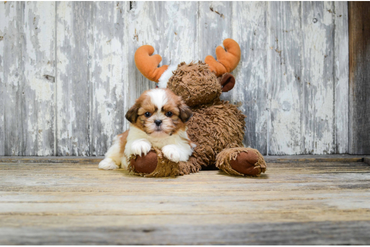 Teddy Bear Pup Being Cute