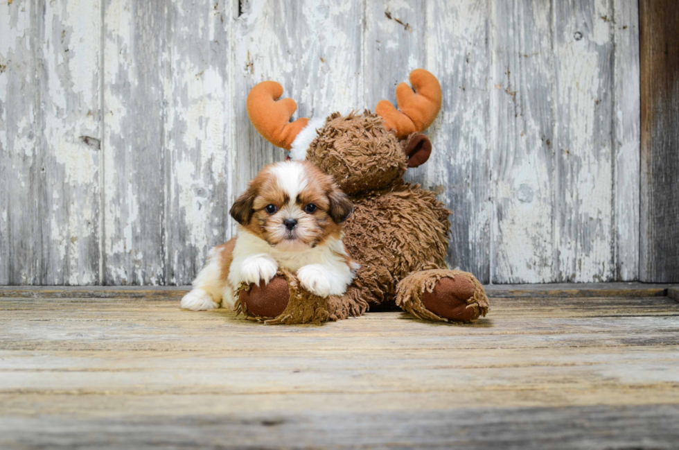 Teddy Bear Pup Being Cute