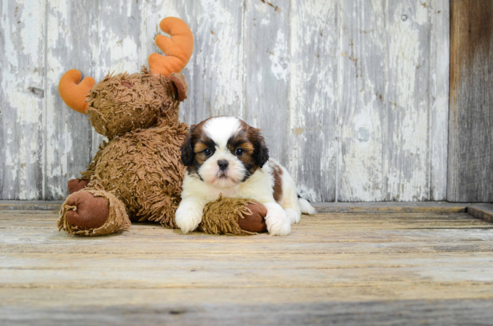 Teddy Bear Puppy for Adoption