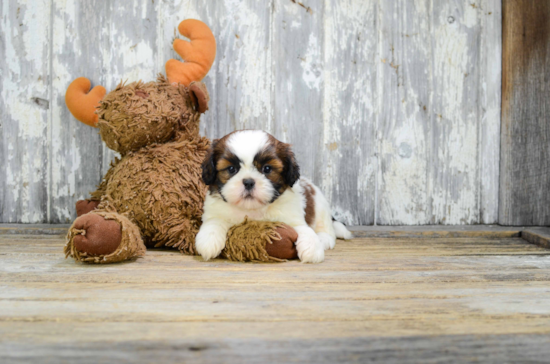 Teddy Bear Puppy for Adoption