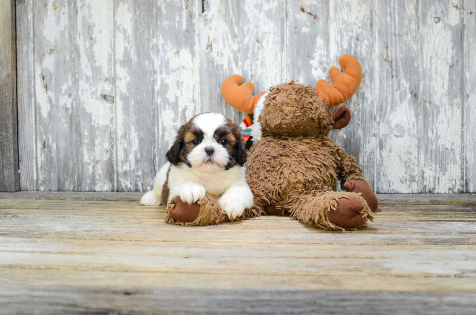 Teddy Bear Pup Being Cute