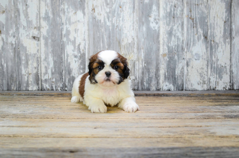 Teddy Bear Pup Being Cute