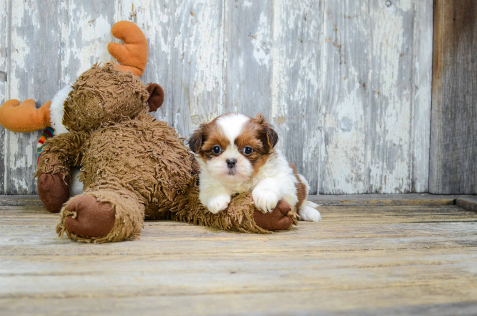 Teddy Bear Puppy for Adoption