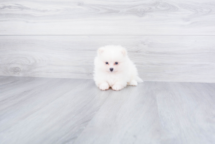 Best Pomeranian Baby