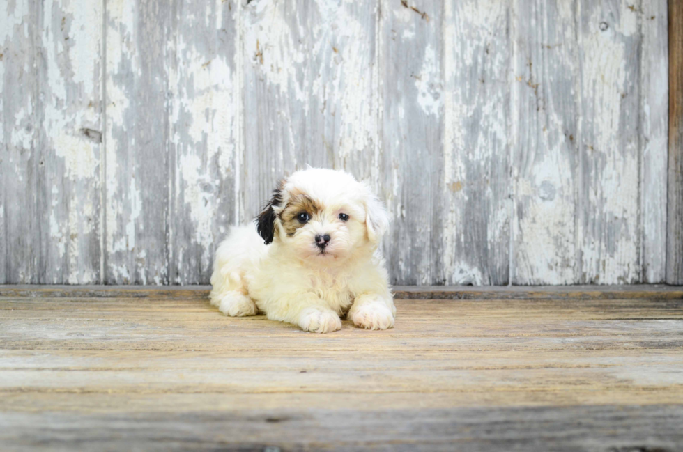 Teddy Bear Pup Being Cute