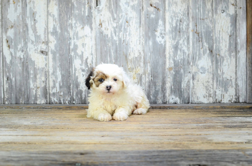 Teddy Bear Pup Being Cute