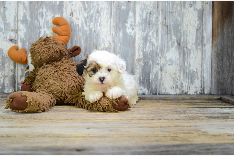 Best Teddy Bear Baby