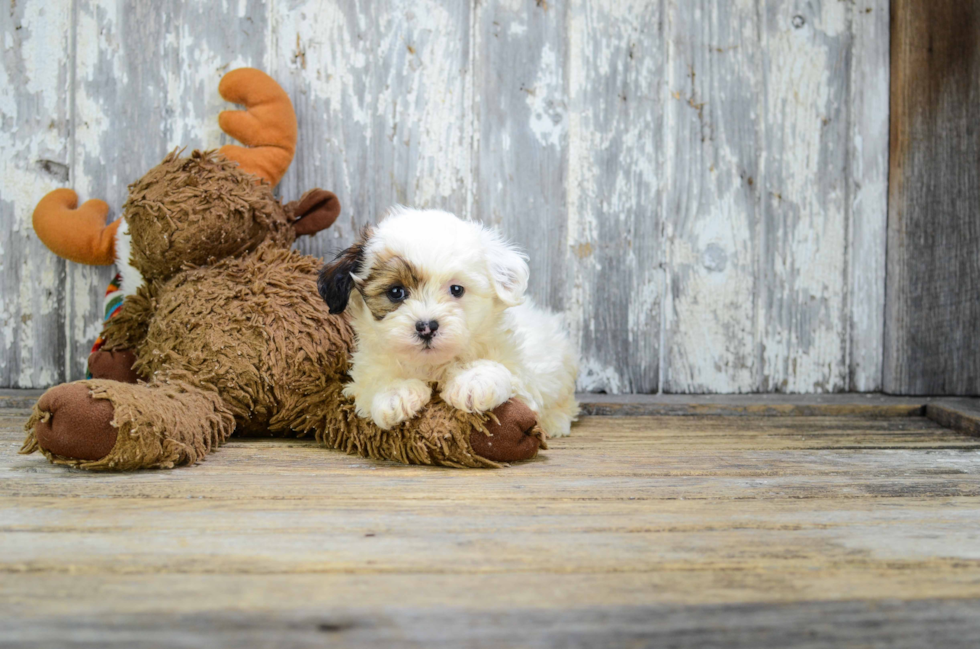 Best Teddy Bear Baby