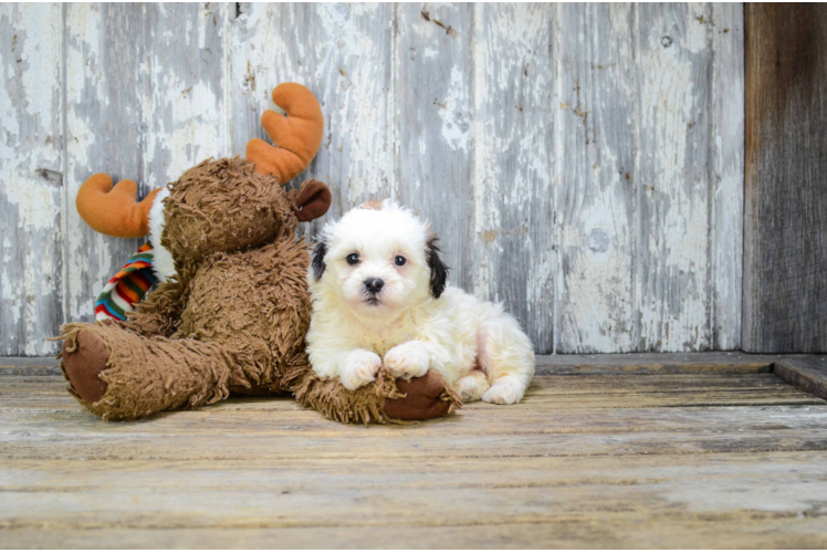 Teddy Bear Pup Being Cute