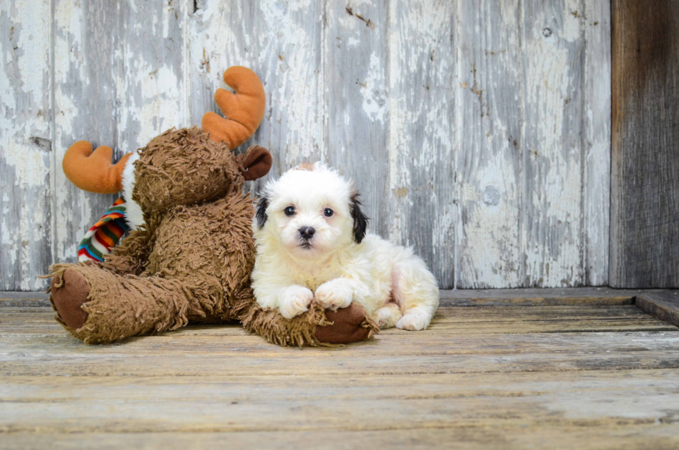 Teddy Bear Pup Being Cute