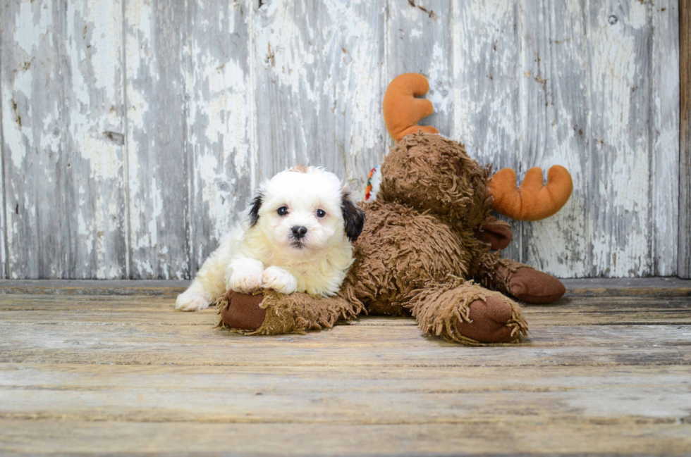 Hypoallergenic Shichon Designer Puppy